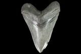 Large, Fossil Megalodon Tooth - Georgia #90786-1
